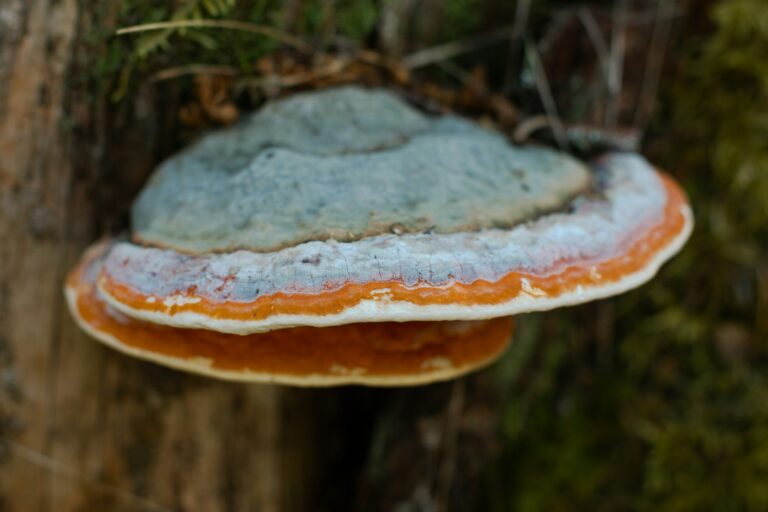 Chaga-Pilz am Baum – Vitalpilz für Gesundheit und Wohlbefinden